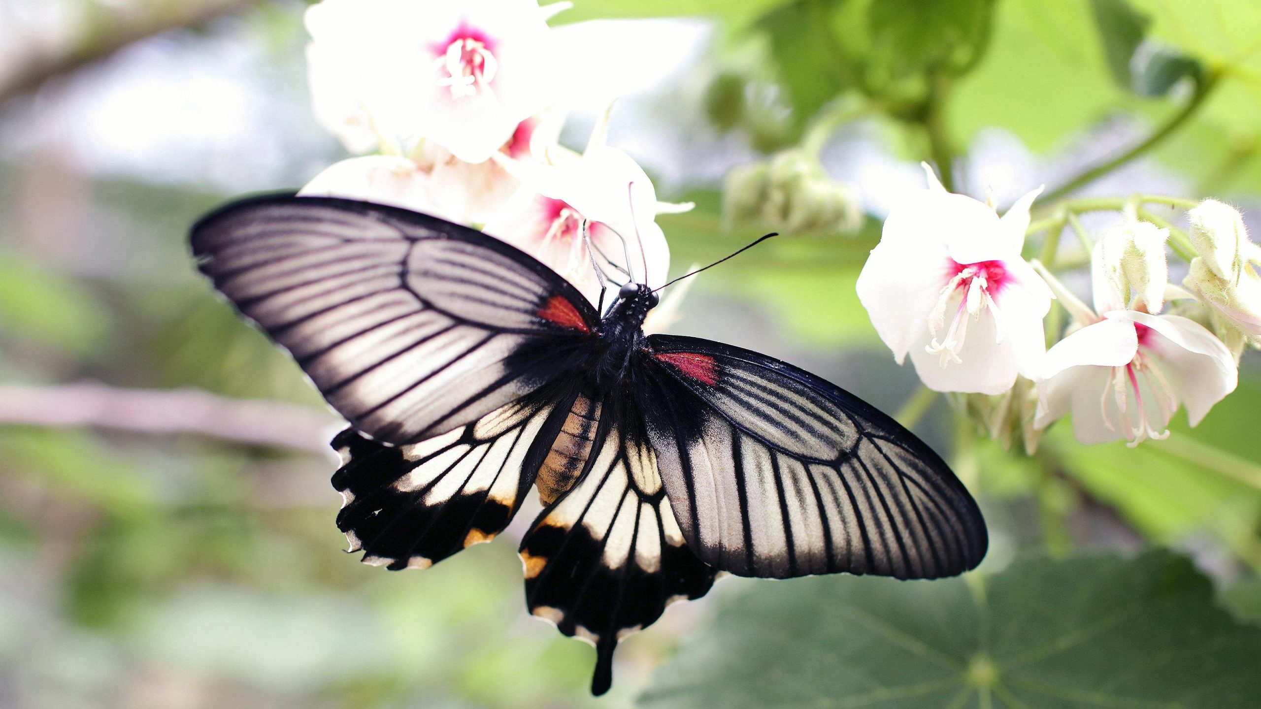 Kauno botanikos sode – pavasaris