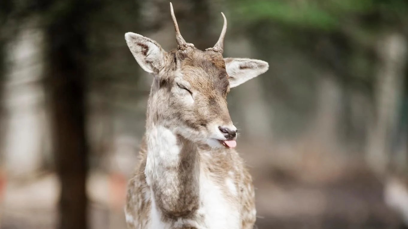 Futbolo rungtynės tarp perlinių danielių
